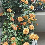 Апартаменты Casa Gian